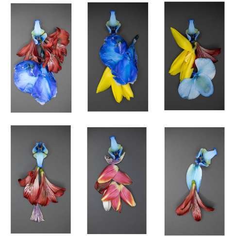 Symphony of Survival flower fashion illustrations 49